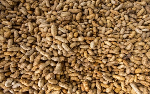 阿根廷花生生產商運營10兆瓦生物質發電廠