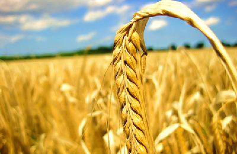 波蘭Nidzica將從生物質中獲取熱量