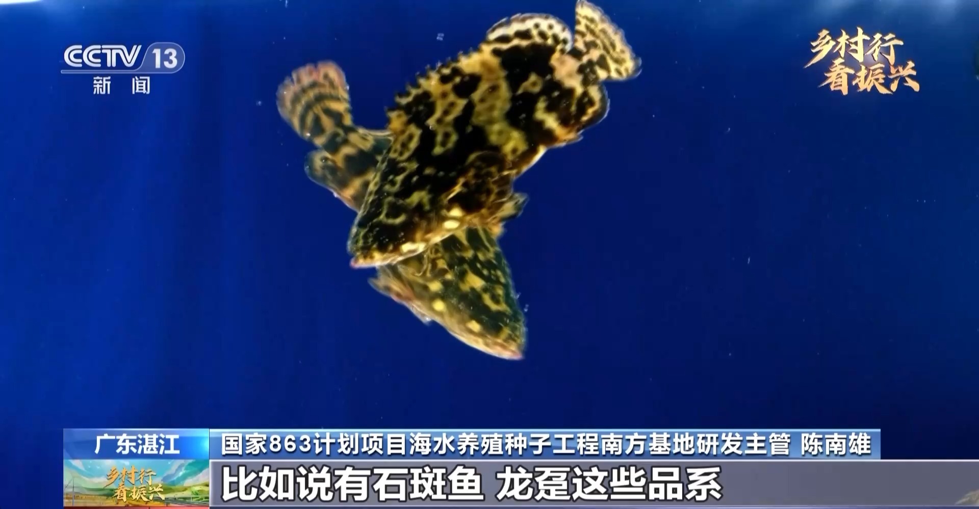 閑不住的“80后”葉富良 一定要把這口氣爭回來，有我們自己的種蝦